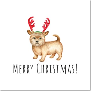 Cute Norwich terrier , Christmas dog Posters and Art